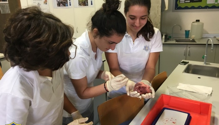 Year 5 -  heart dissections 